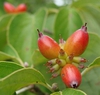 Cornus florida 