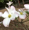 'Appalachian Blush' Flower Close-up (Warren County, NC)