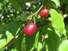 Cornus mas