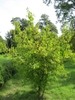 Cornus mas