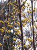 leaves and flowers