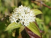 Cornus sanguinea