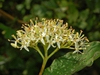 Cornus sanguinea
