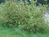 Cornus sanguinea