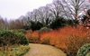 Cornus sanguinea