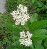 Flower clusters