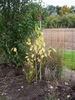 Cornus sericea 'Flaviramea'