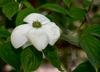 White, dogwood inflorescence with petal-like bracts.
