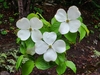 Flowers with four white petals