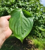 Green leaf detail