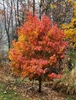 Reddish-orange fall color