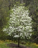Tree with many white flowers