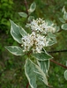 leaves and flowers