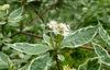 leaves and flowers