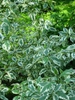 leaves