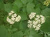 Cornus alternifolia - flower clusters up close
