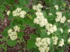 Cornus alternifolia