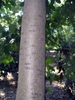 Bark