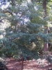 Form