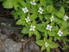 leaves and flowers