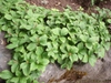 Cornus canadensis