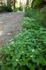 leaves and flowers