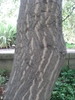 bark