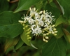 Cluster of small, white, 4-petaled flowers.