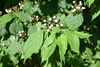 Leafy branch bearing white berry-like fruits.