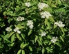 Shrub with clusters of white flowers.