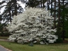 Cornus florida