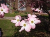Cornus florida