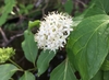 Cluster of small, white, 4-petaled flowers.