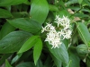 Cornus foemina
