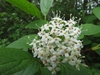 Cluster of small, white, 4-petaled flowers.