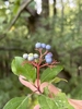 Hand cradling a leafy branch with blue berry-like fruits.