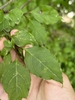 Hand cradling a leafy branch with opposite, ovate leaves.