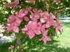 Flower clusters subtended by four pink bracts.