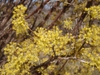 Cornus mas 'Spring Glow' - many flower clusters