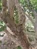Flaky bark on the trunk of a mature tree.
