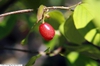 leaves and berry