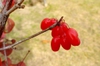 berries