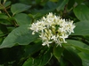 Cornus alba