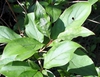 Leaves with veins that bend toward the tips and smooth margins.