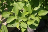 Cornus sericea Flaviramea leaves