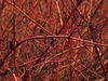 red winter stem
