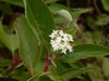 Cornus sericea summer flower