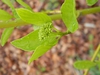 Cornus sericea 'Flaviramea'