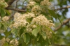 Cornus wilsoniana