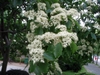 Cornus wilsoniana